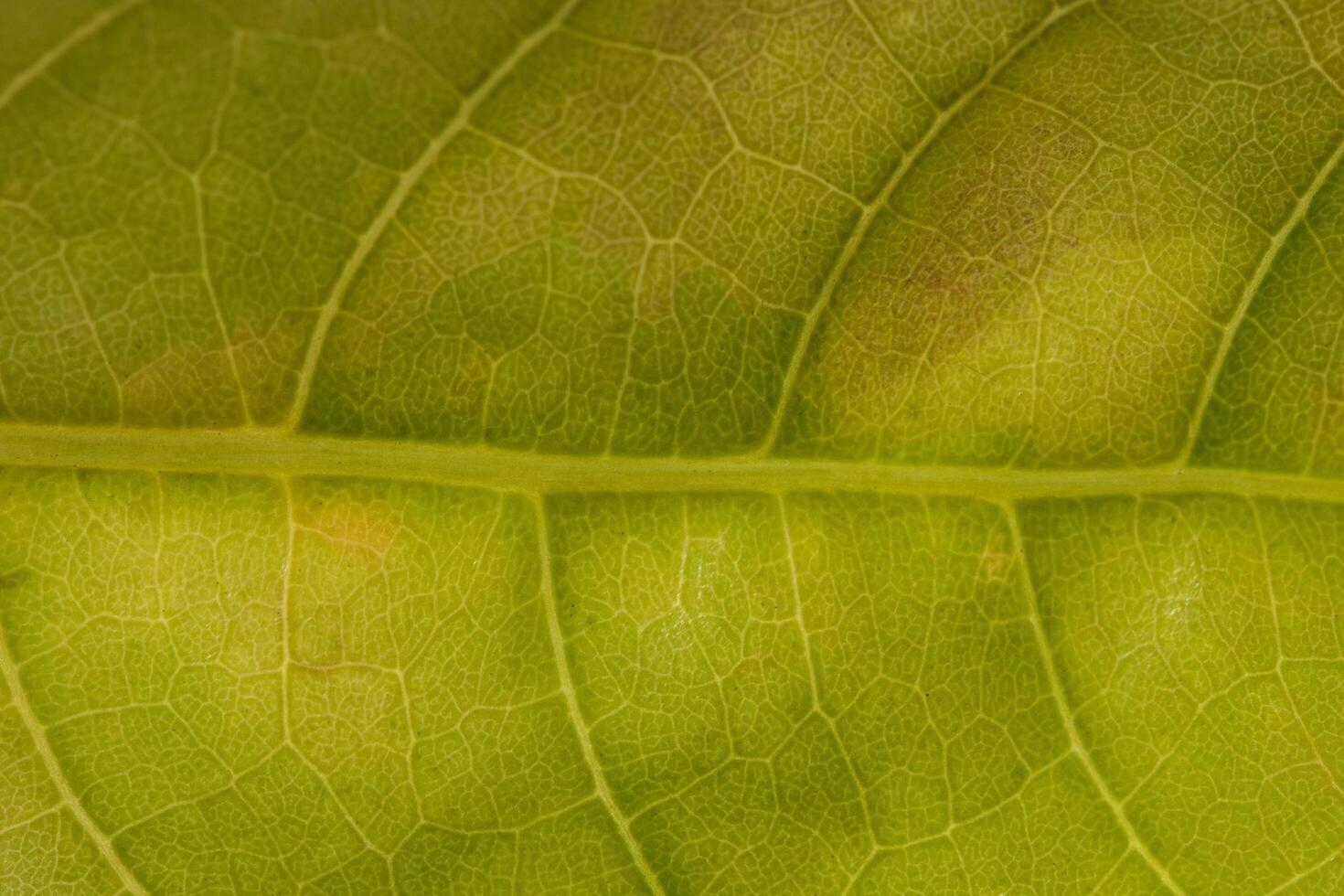 fondo de hoja, foto de primer plano