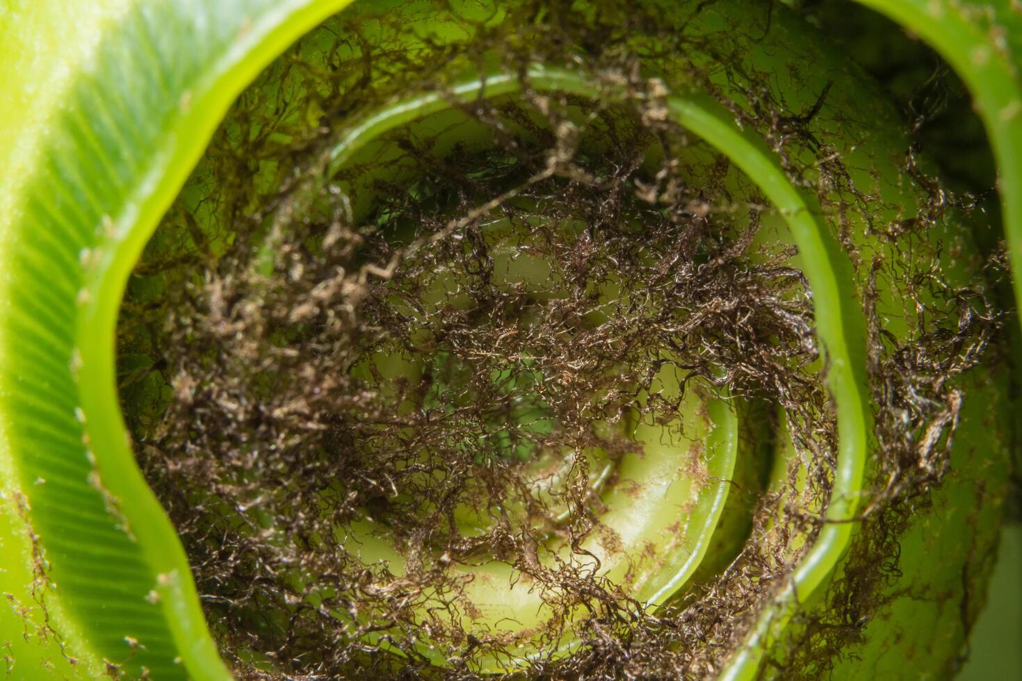 fondo de la planta verde foto