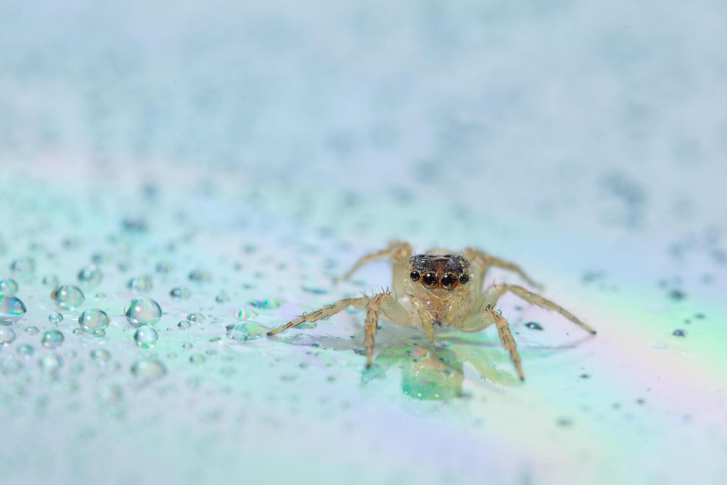 Spider on wet surface photo