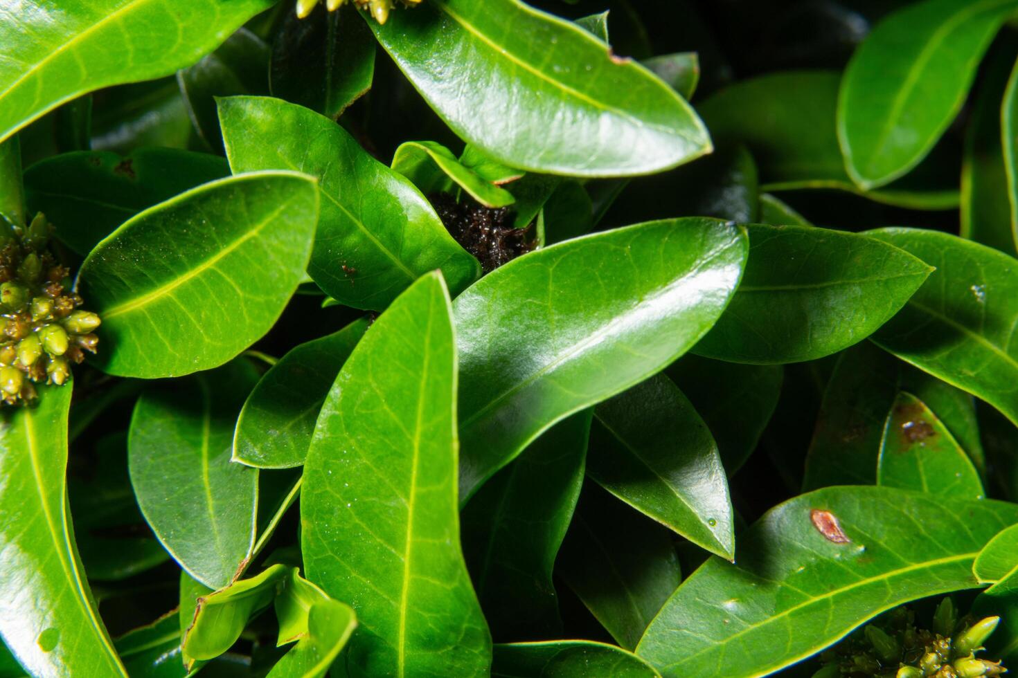 fondo de la planta verde foto