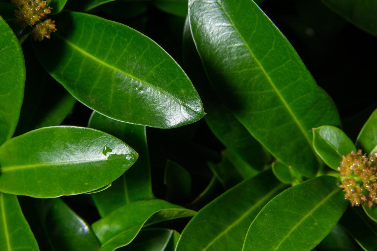 Green leaf background photo