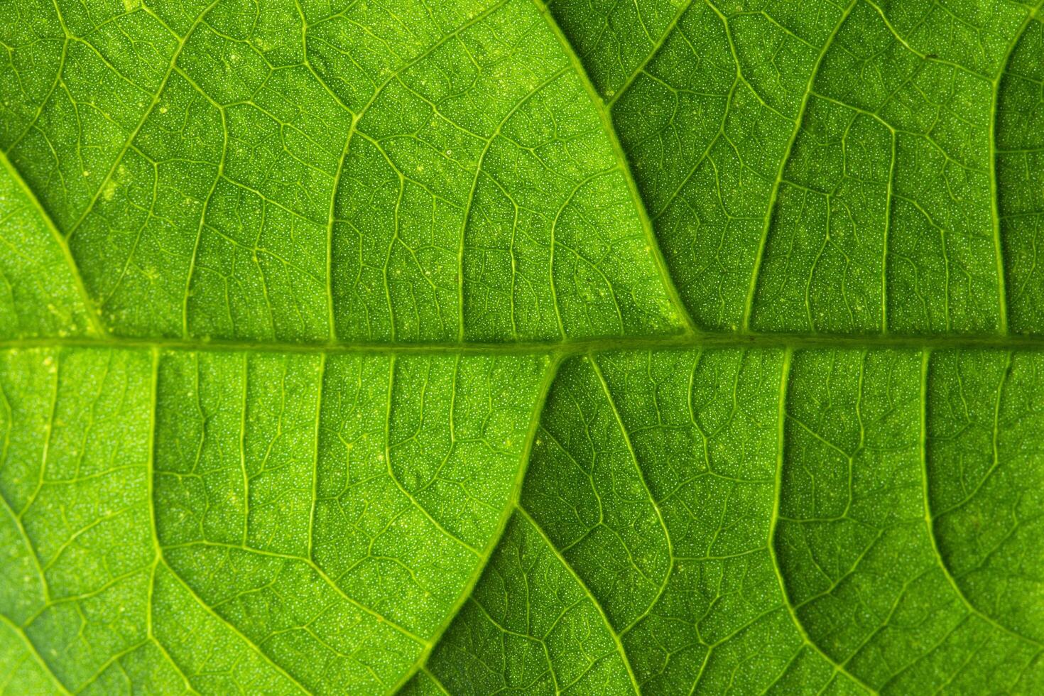 fondo de hoja, foto de primer plano