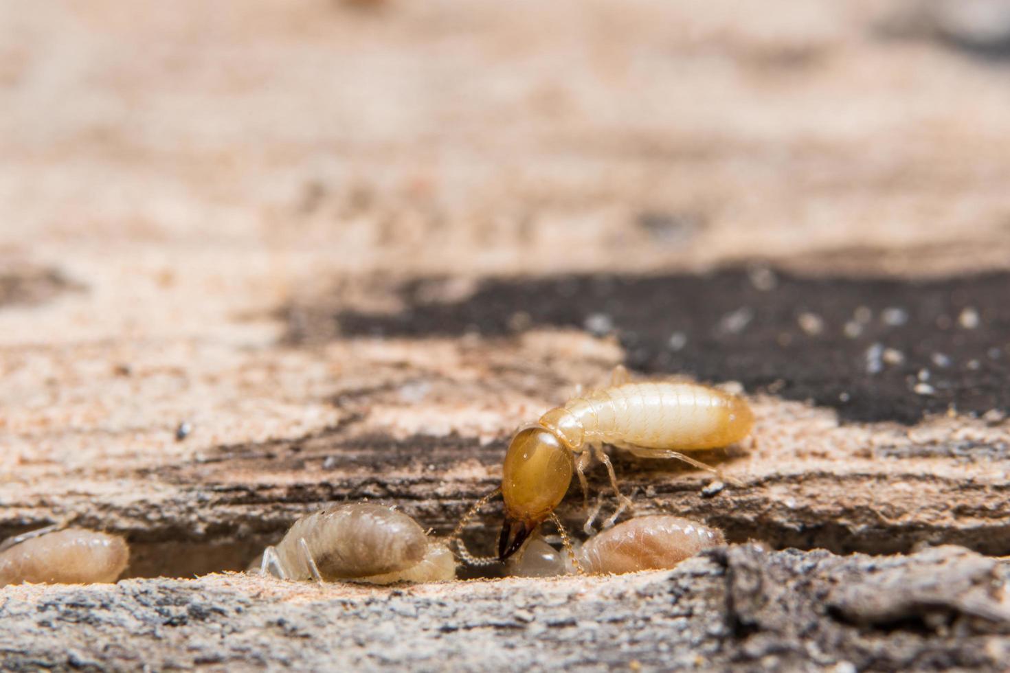 termitas, foto de primer plano
