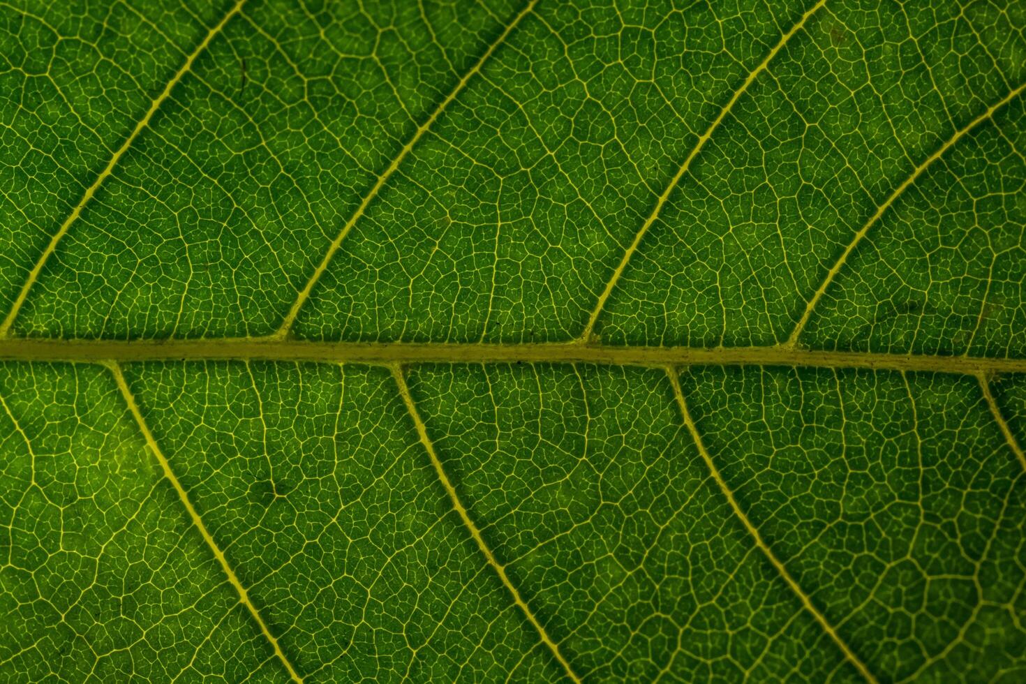 Green leaf background photo