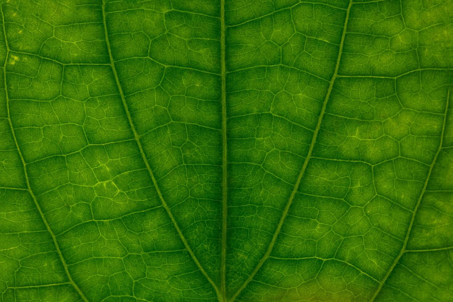 A close up of a green leaf photo