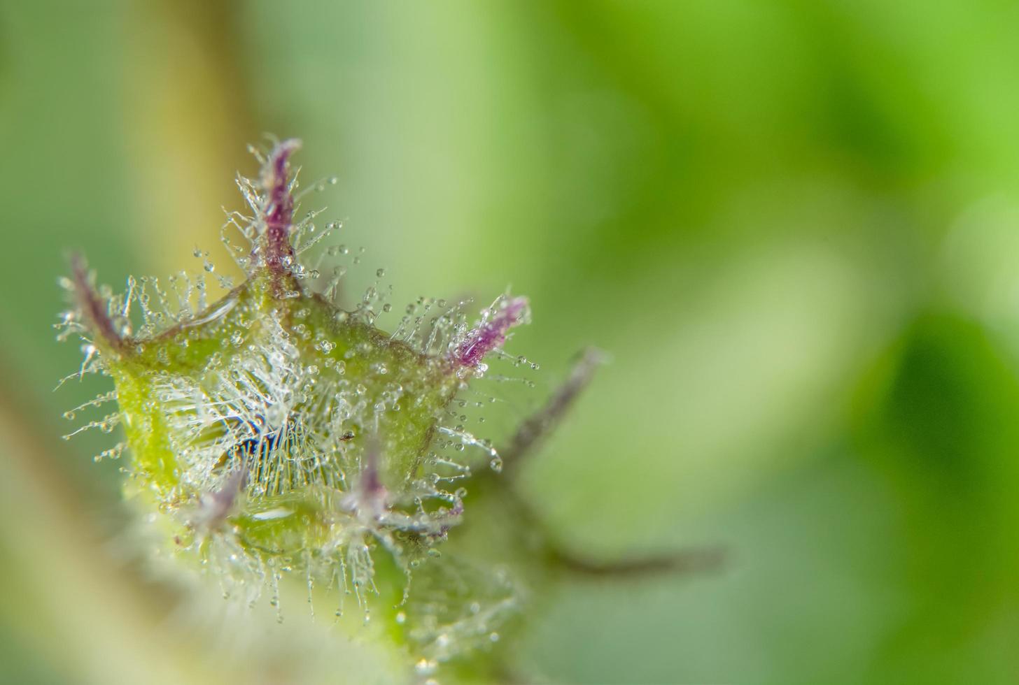 flor silvestre, foto de primer plano