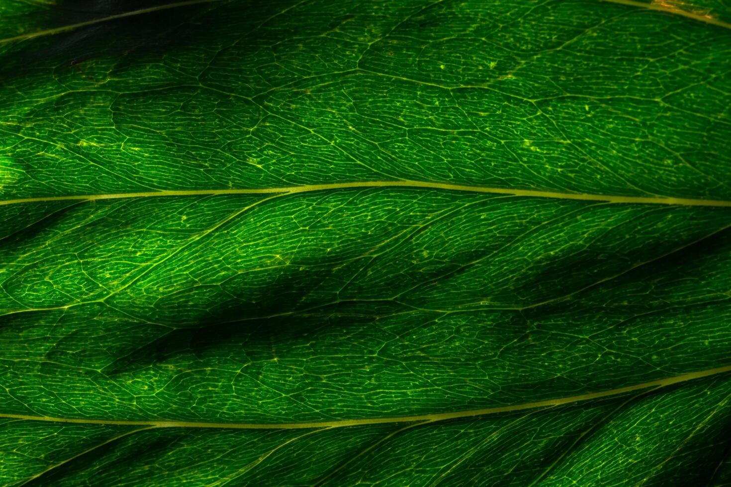 fondo de hoja verde foto