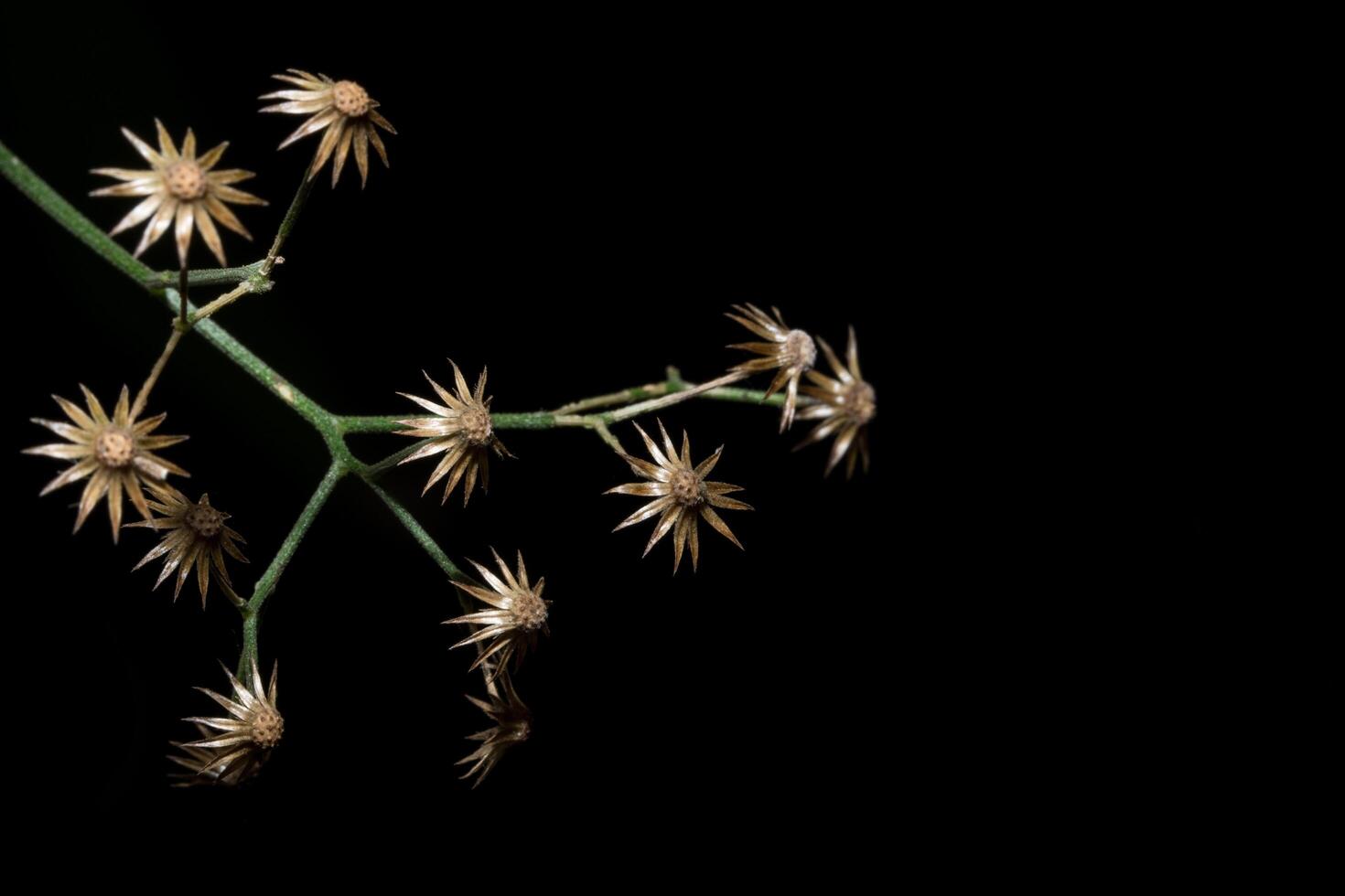 foto de primer plano de flores silvestres