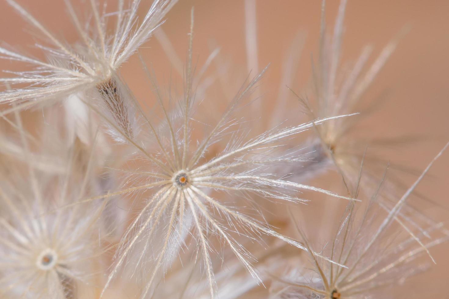 flor silvestre, foto de primer plano