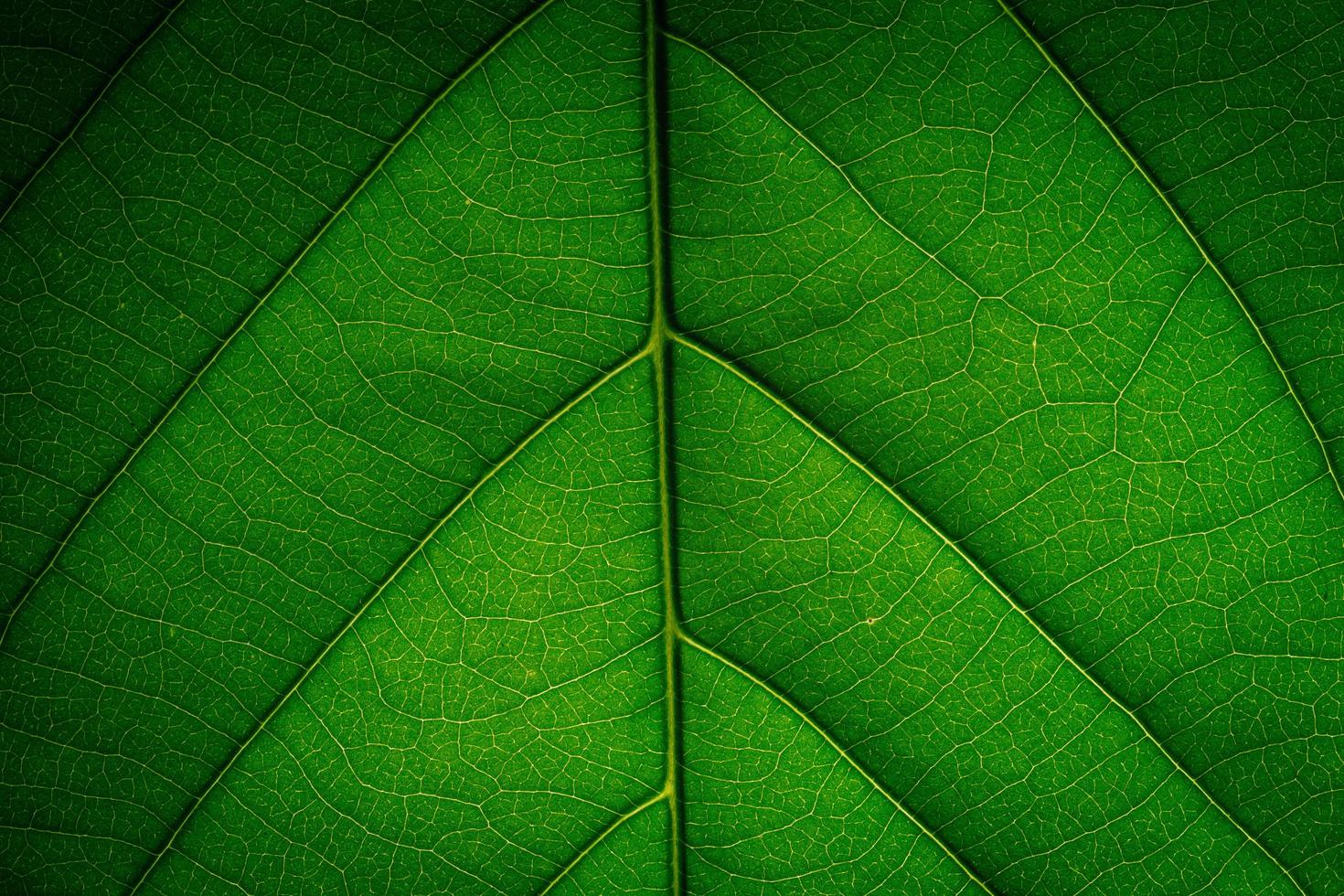 fondo de hoja verde foto