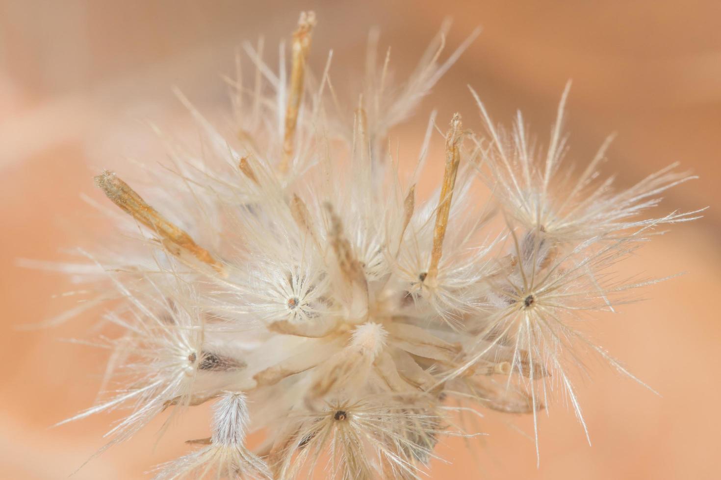 Wildflower, close-up photo