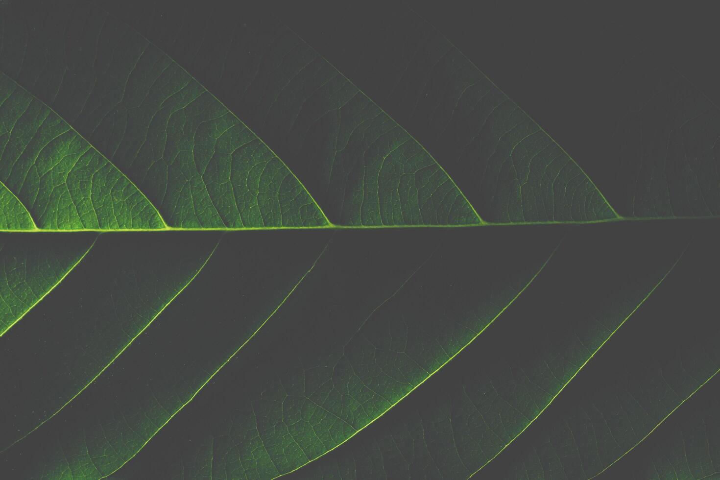 Green leaf background photo