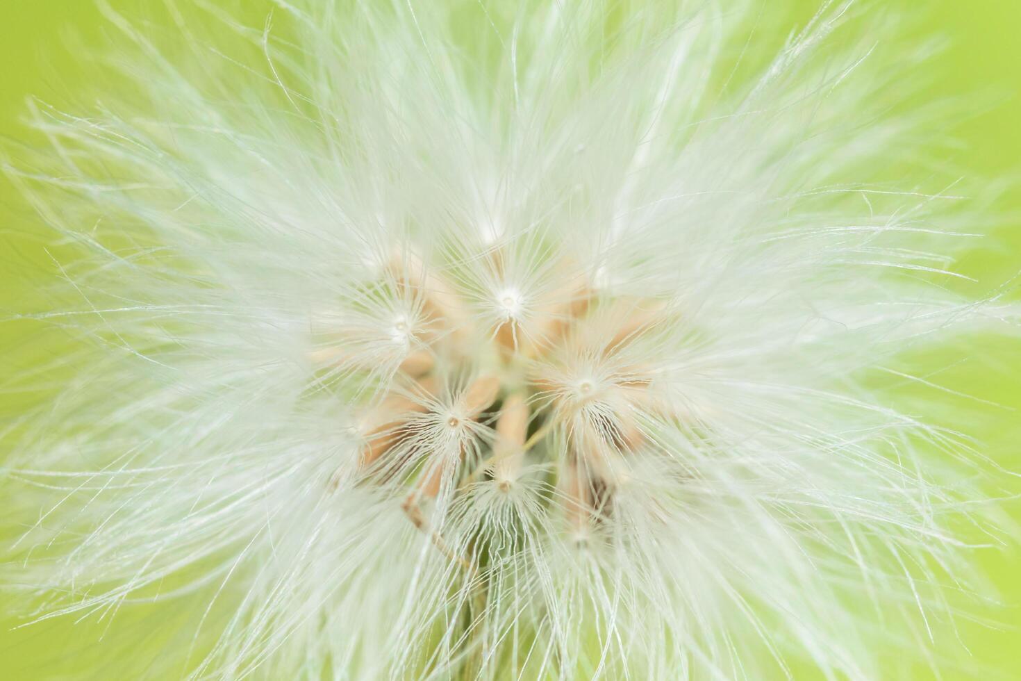 flor silvestre, foto de primer plano