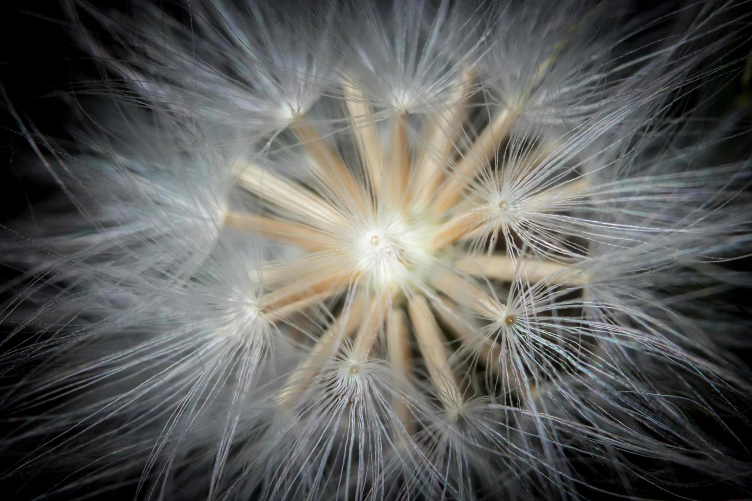 Wildflower, close-up photo