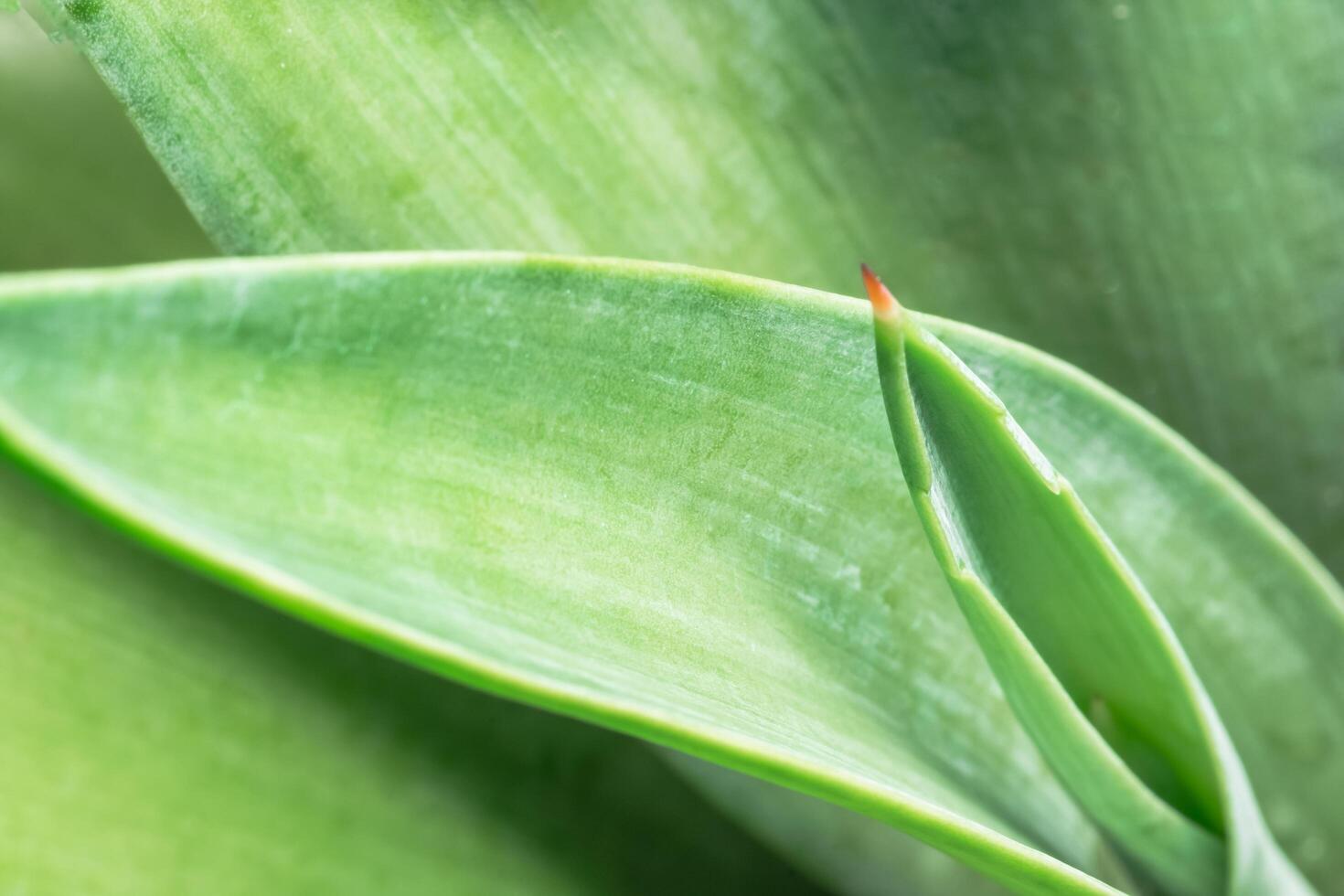 Green leaf background, close-up photo