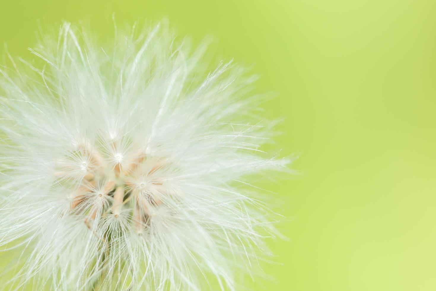 Wildflower on green background photo