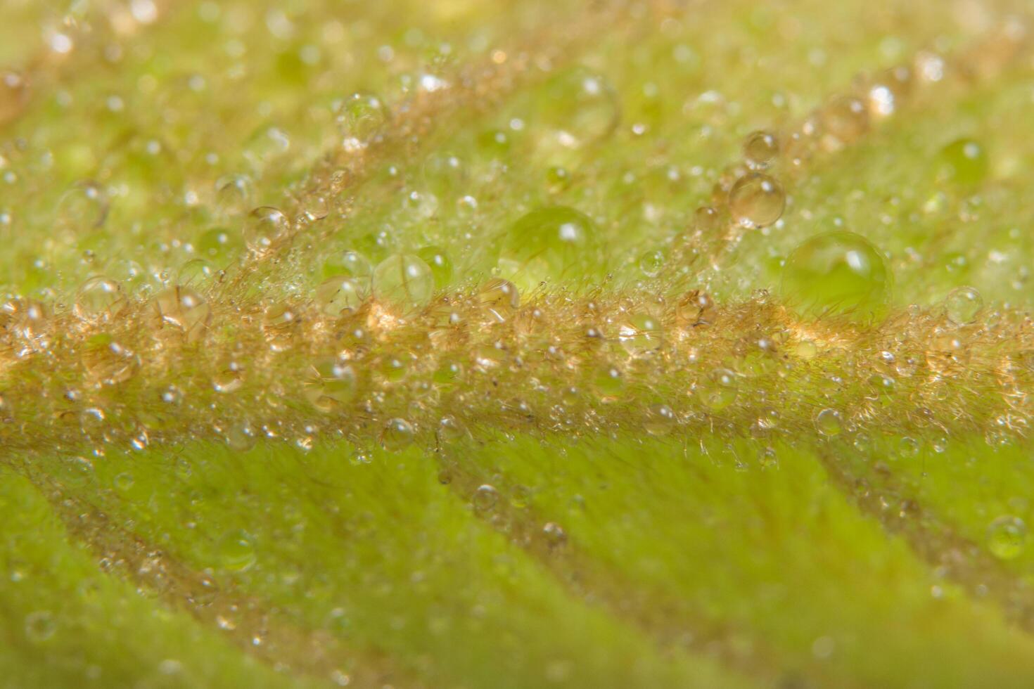 fondo de hoja verde, primer plano foto