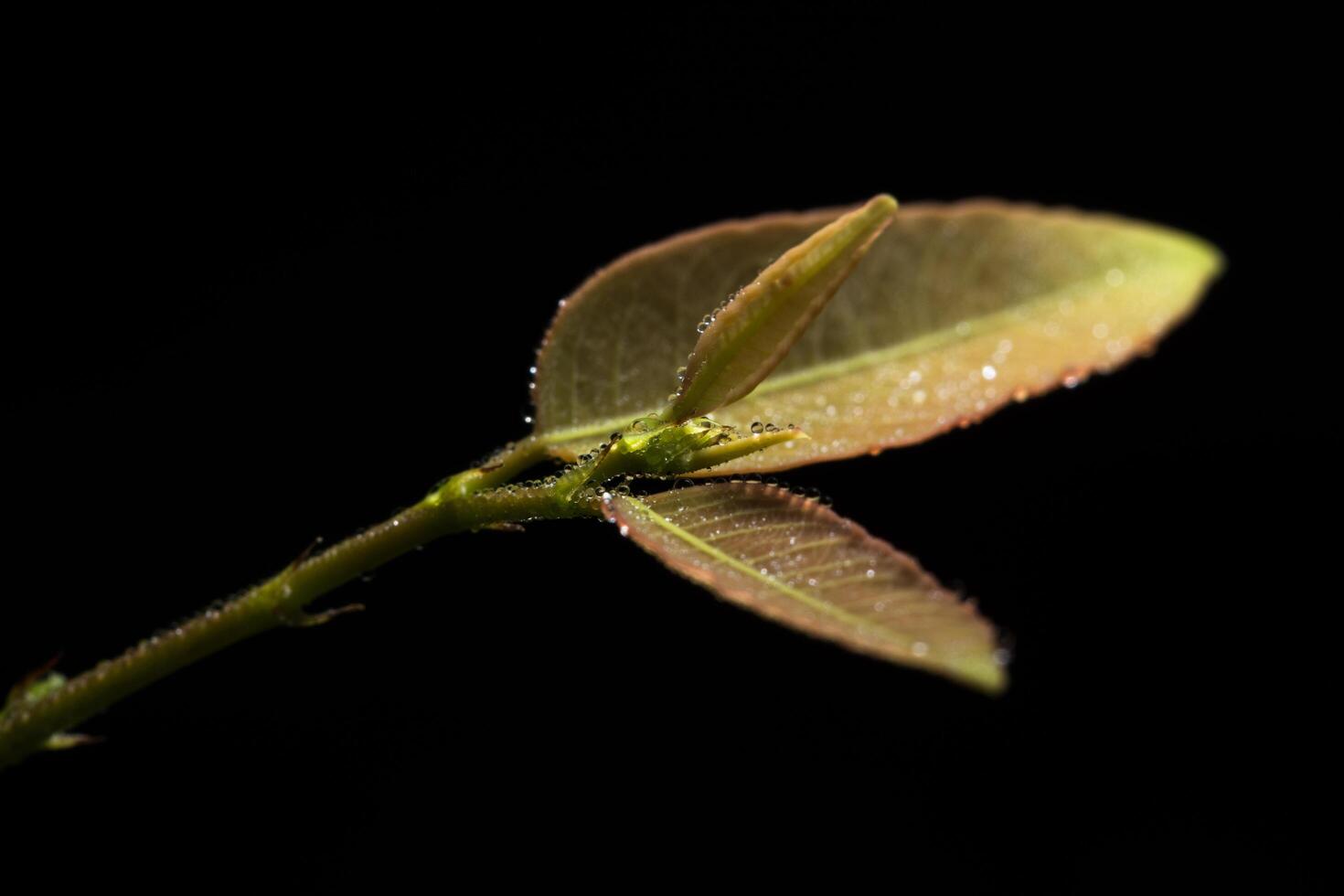 Green plant on black background photo