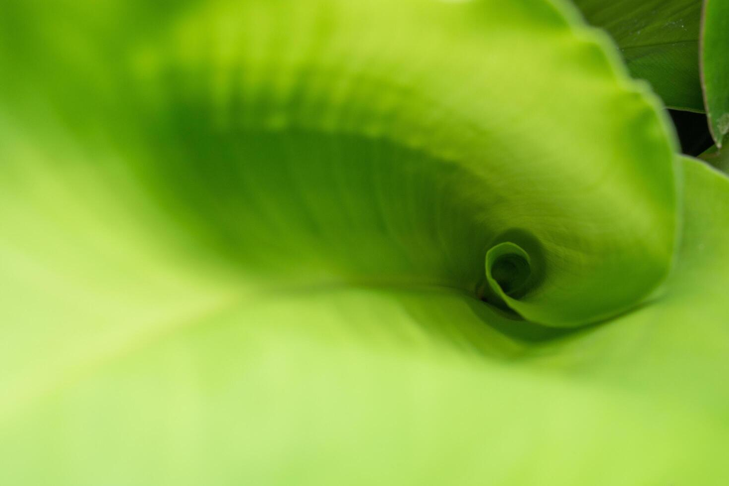 Green leaf background, close-up photo