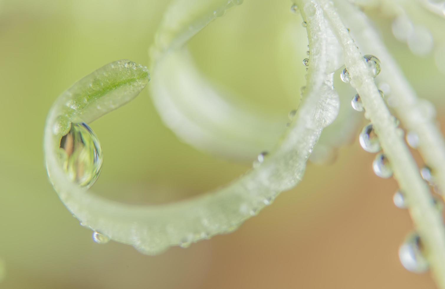 gotas de agua en una planta foto