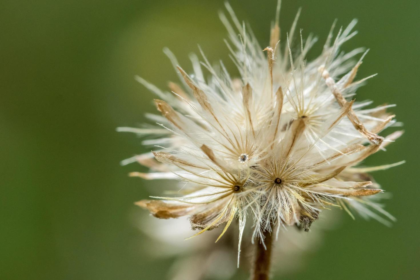 Wildflower on green background photo