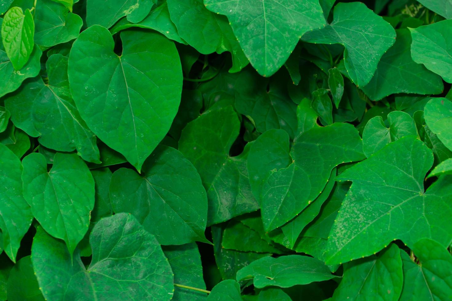 fondo de naturaleza verde foto