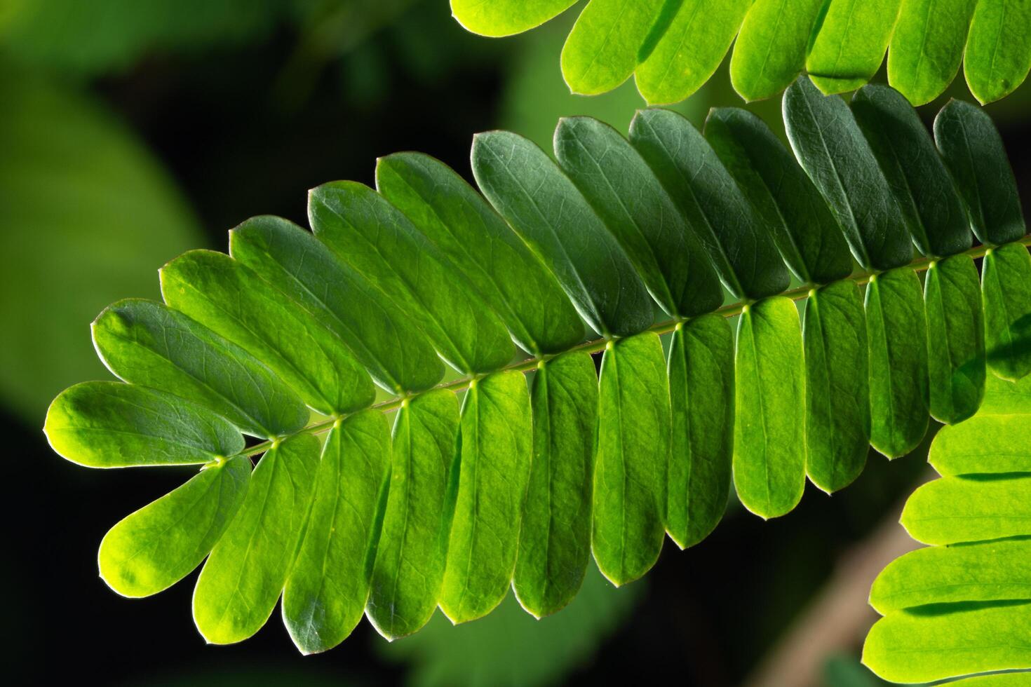 Green leaf background, close-up photo