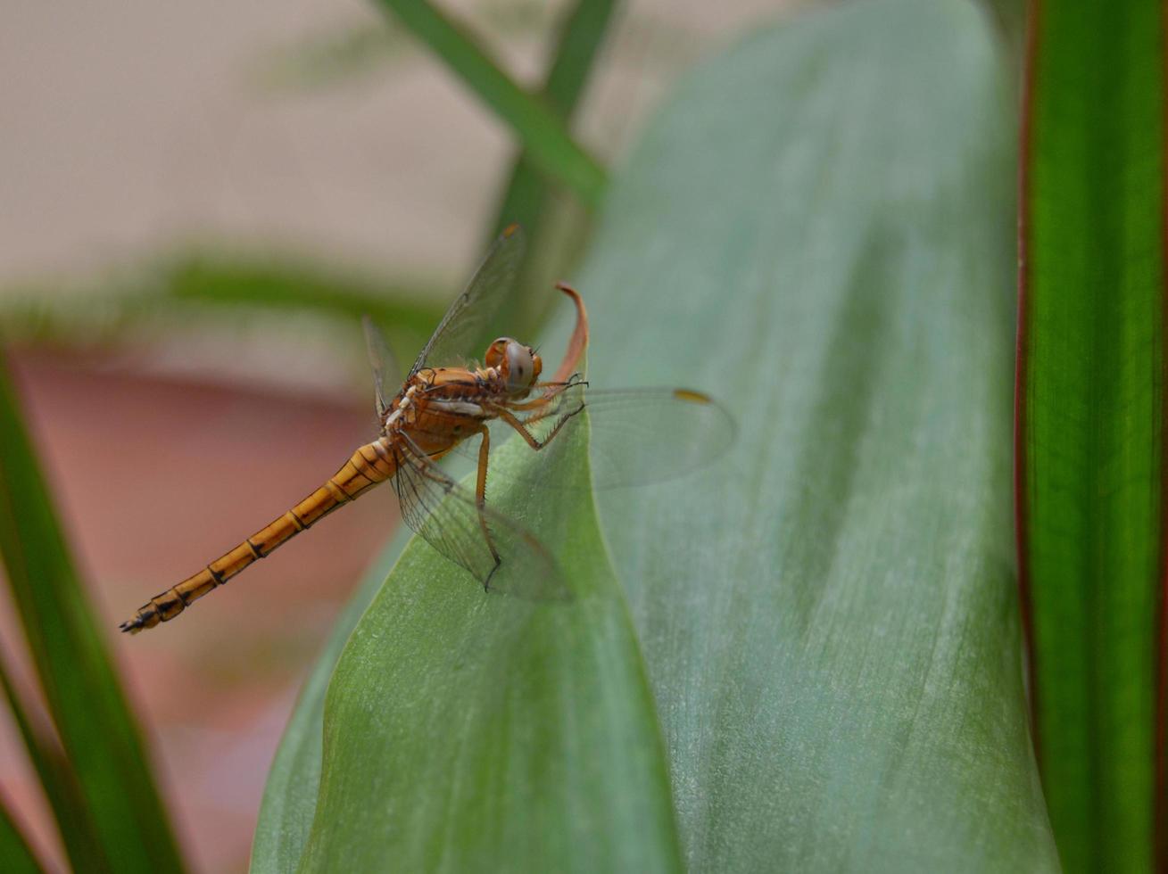 Dragonfly perched on a leaf photo