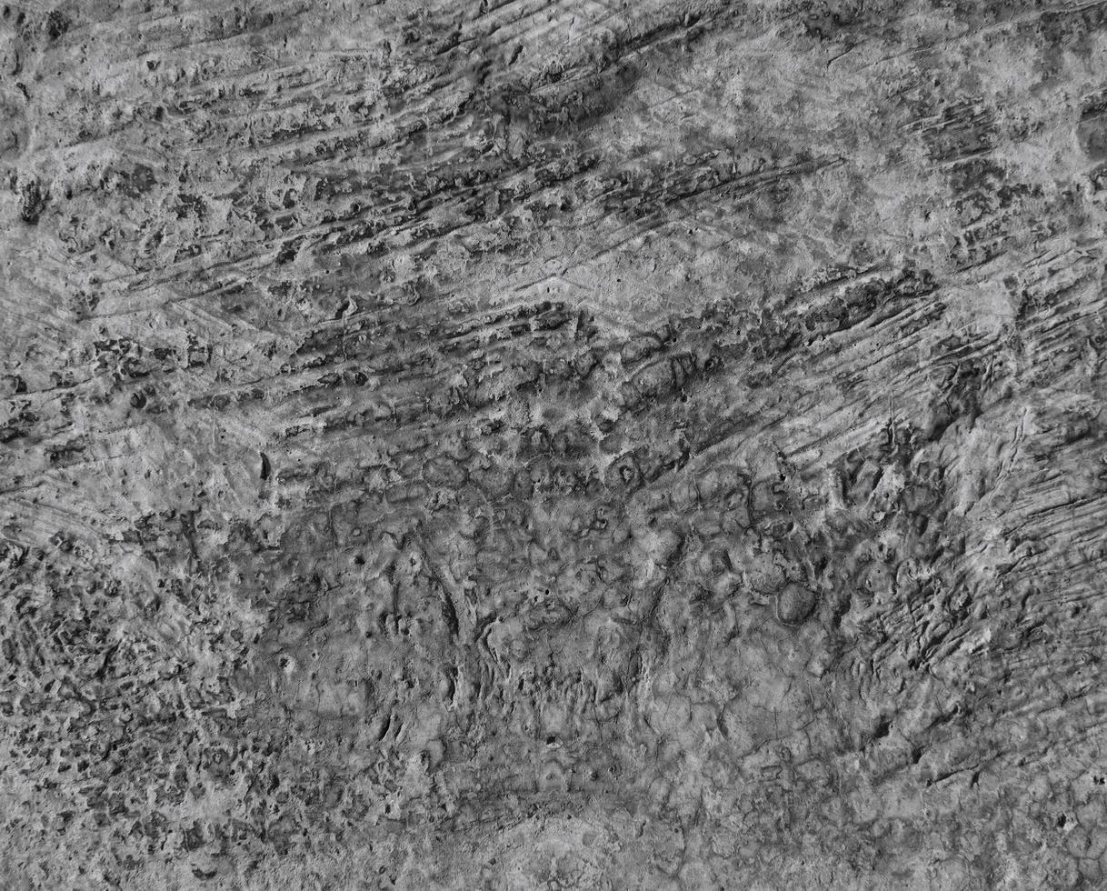 Concrete wall texture photo