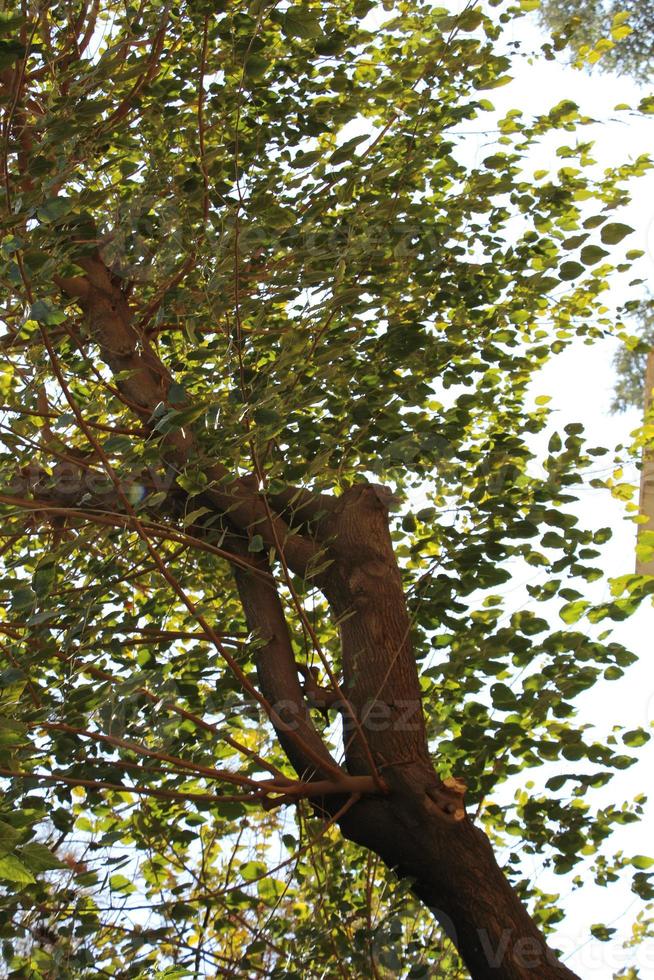 hojas verdes en un árbol foto