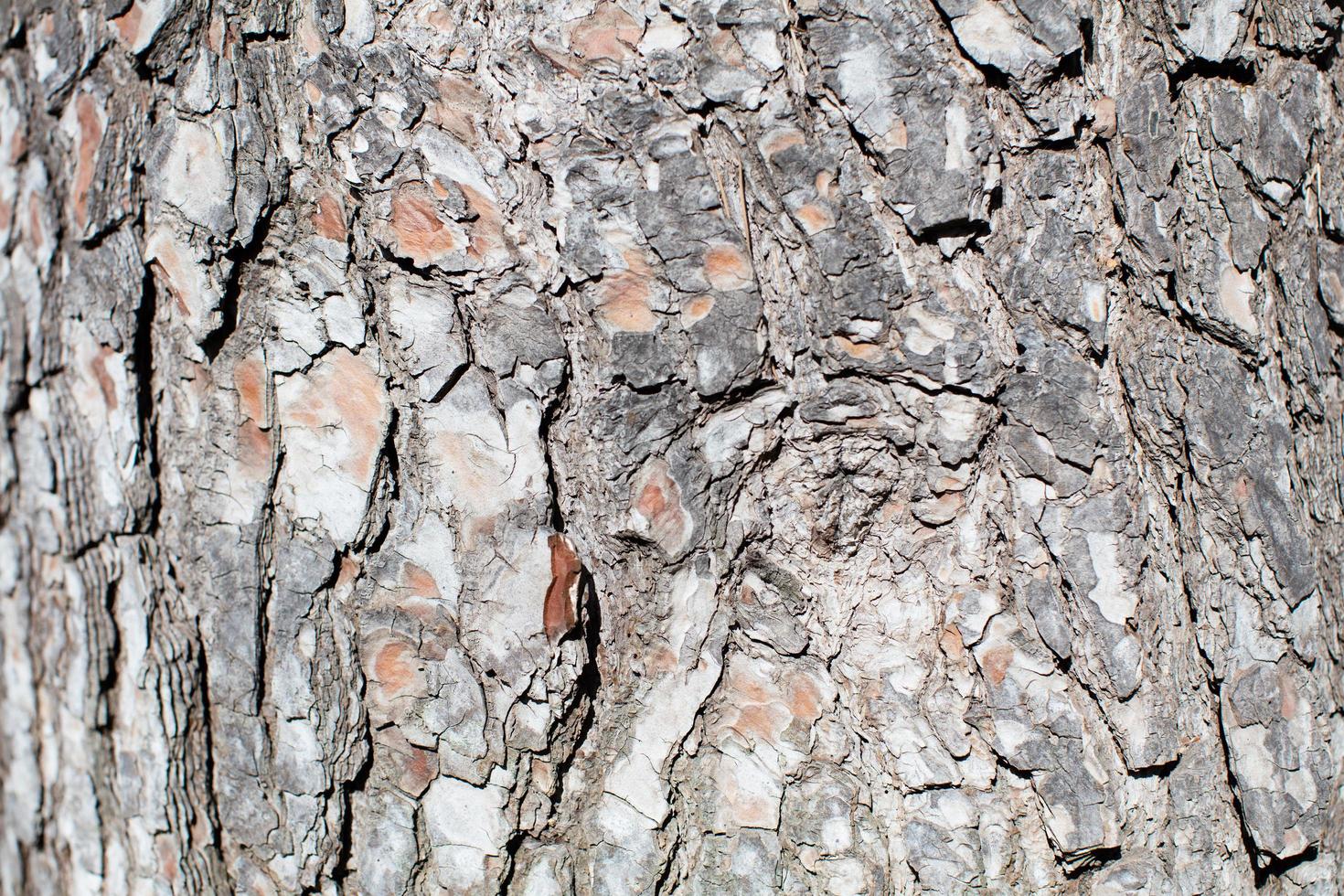 corteza de árbol de cerca foto