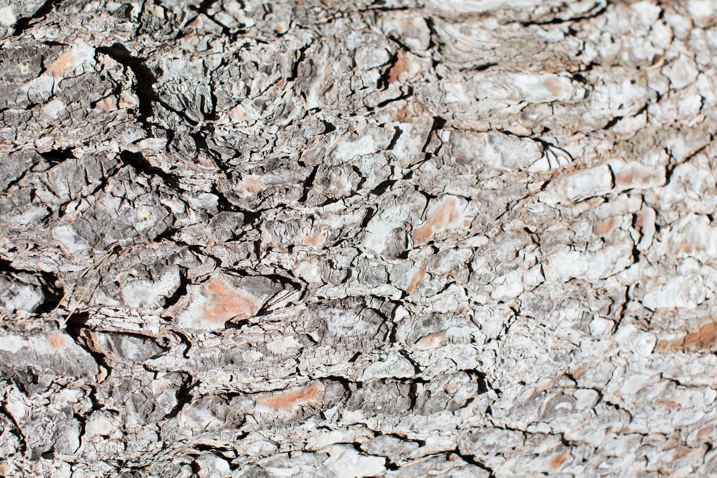 Tree bark close up photo