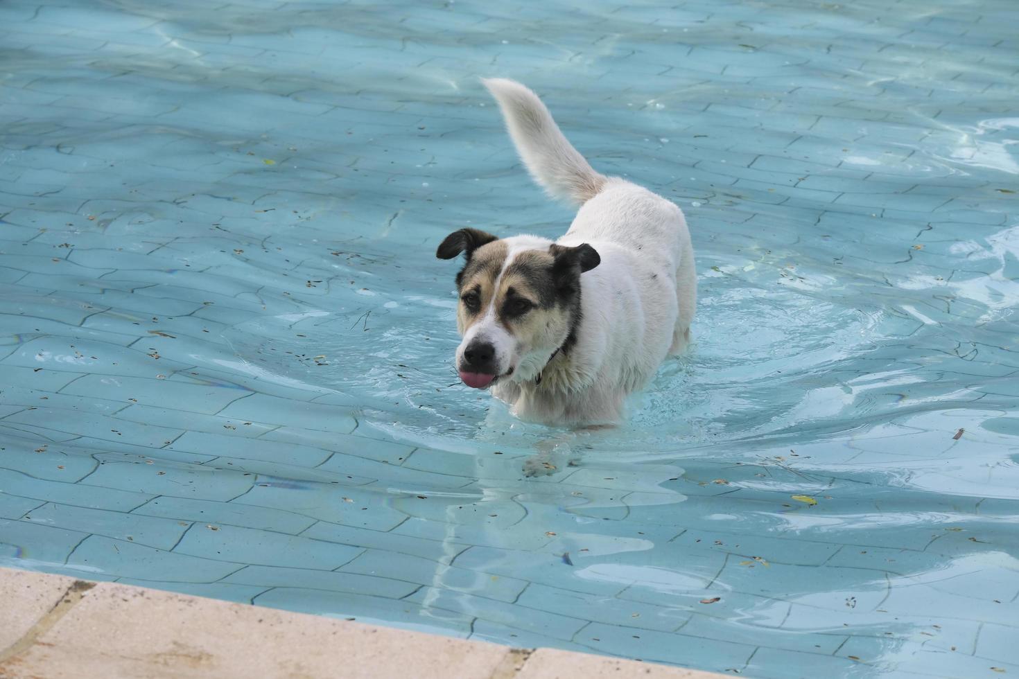 un perro callejero está nadando en una piscina foto