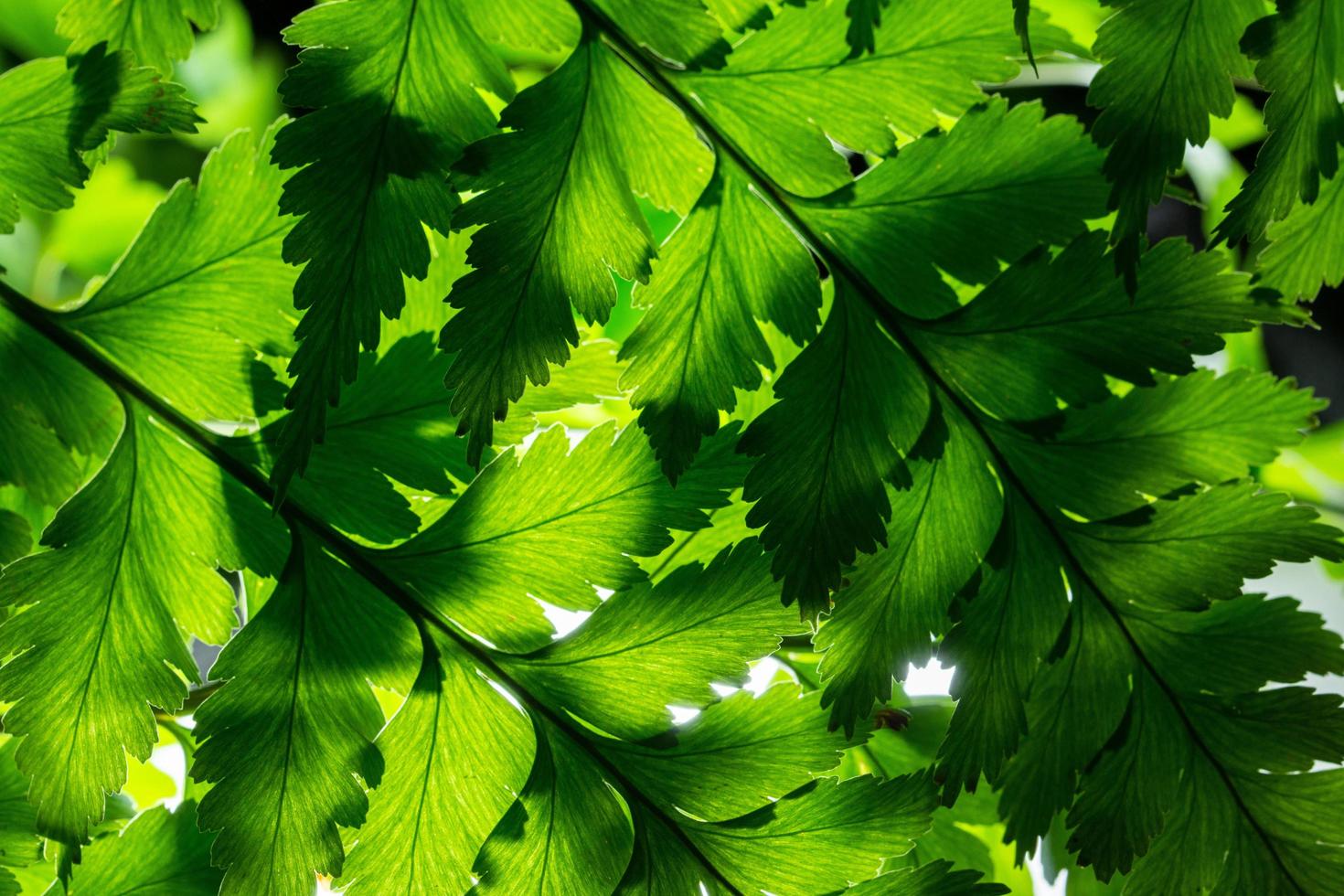 fondo de hoja verde, primer plano foto