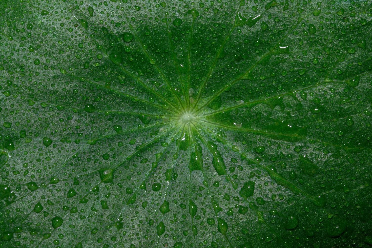 Water drops on a green leaf photo