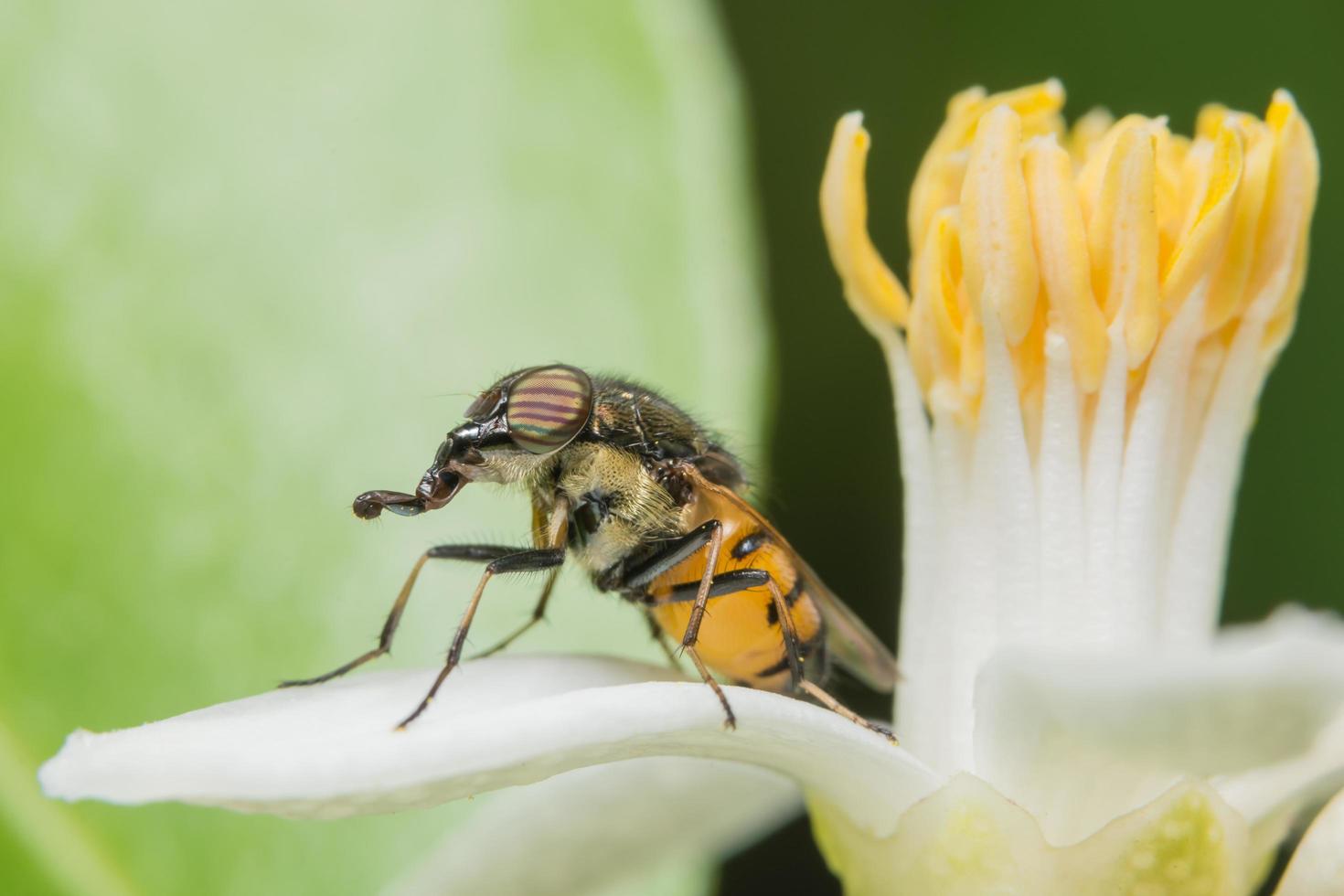Hoverfly on a flower photo
