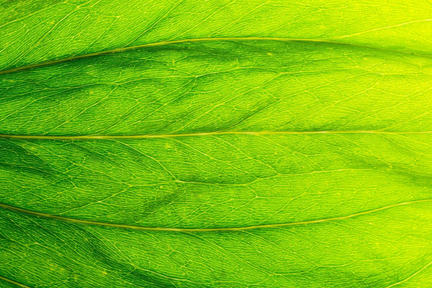 fondo de hoja verde foto