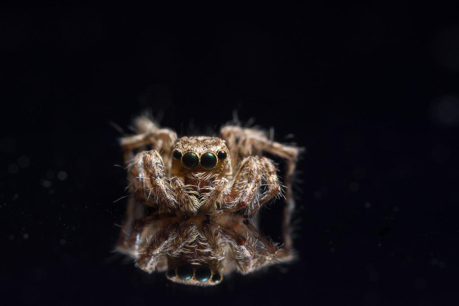 Spider, close-up photo