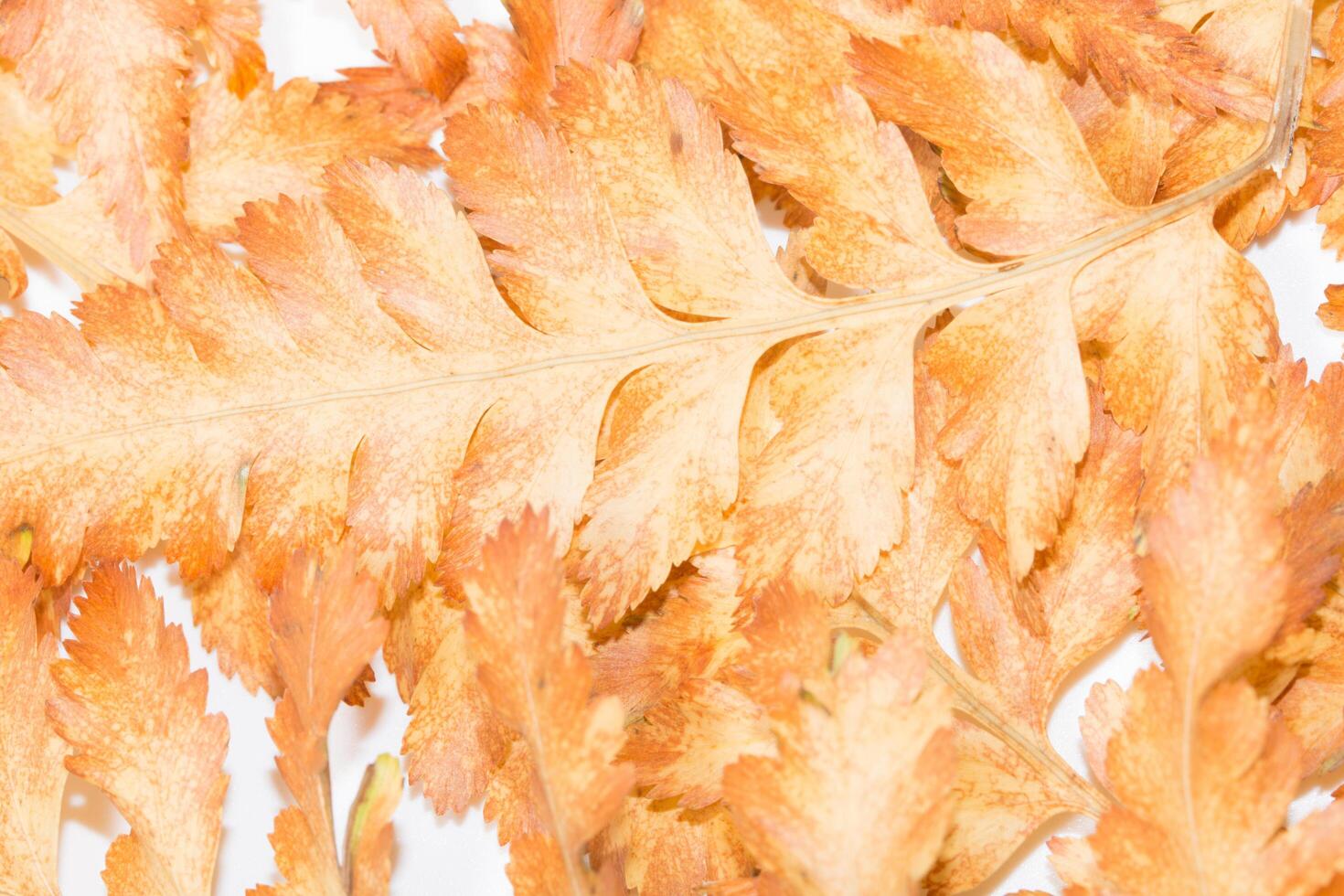 Dry leaf background photo