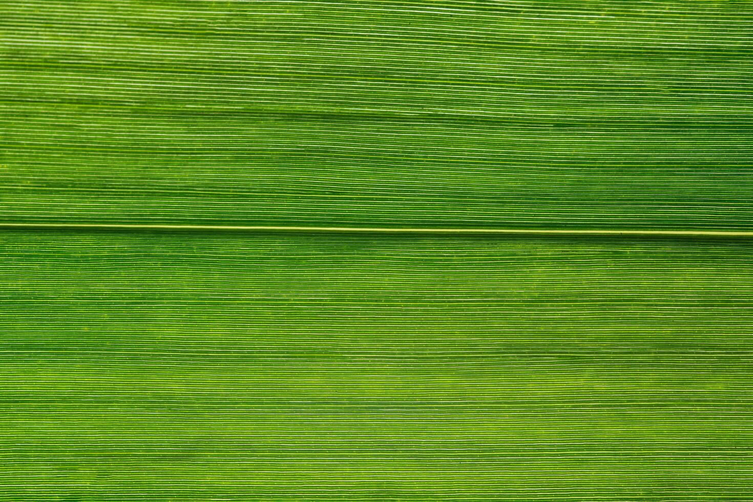 Green leaf background photo