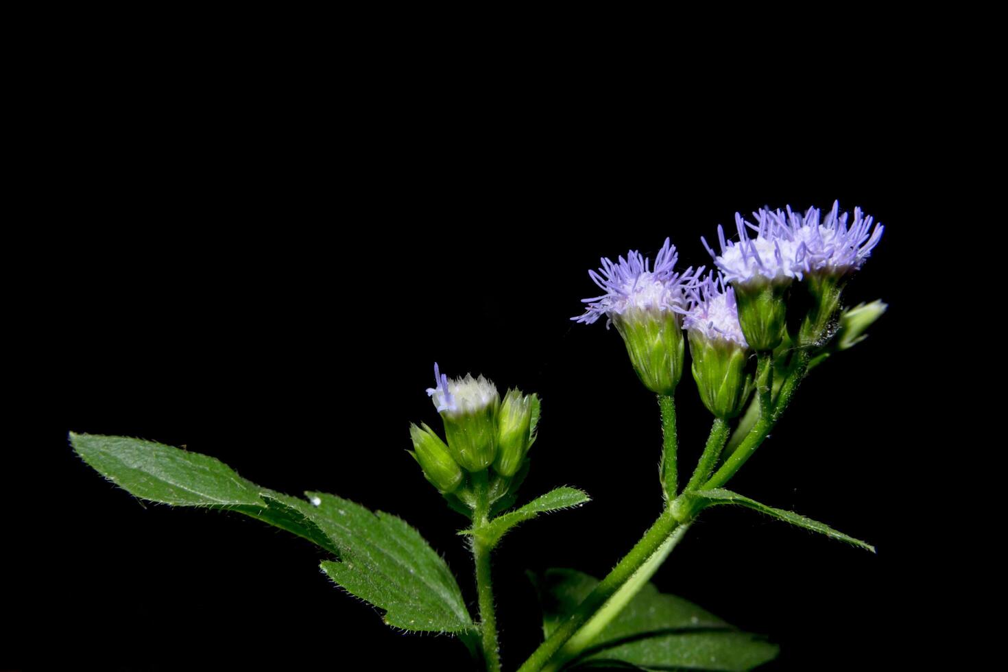 flores silvestres sobre fondo negro foto