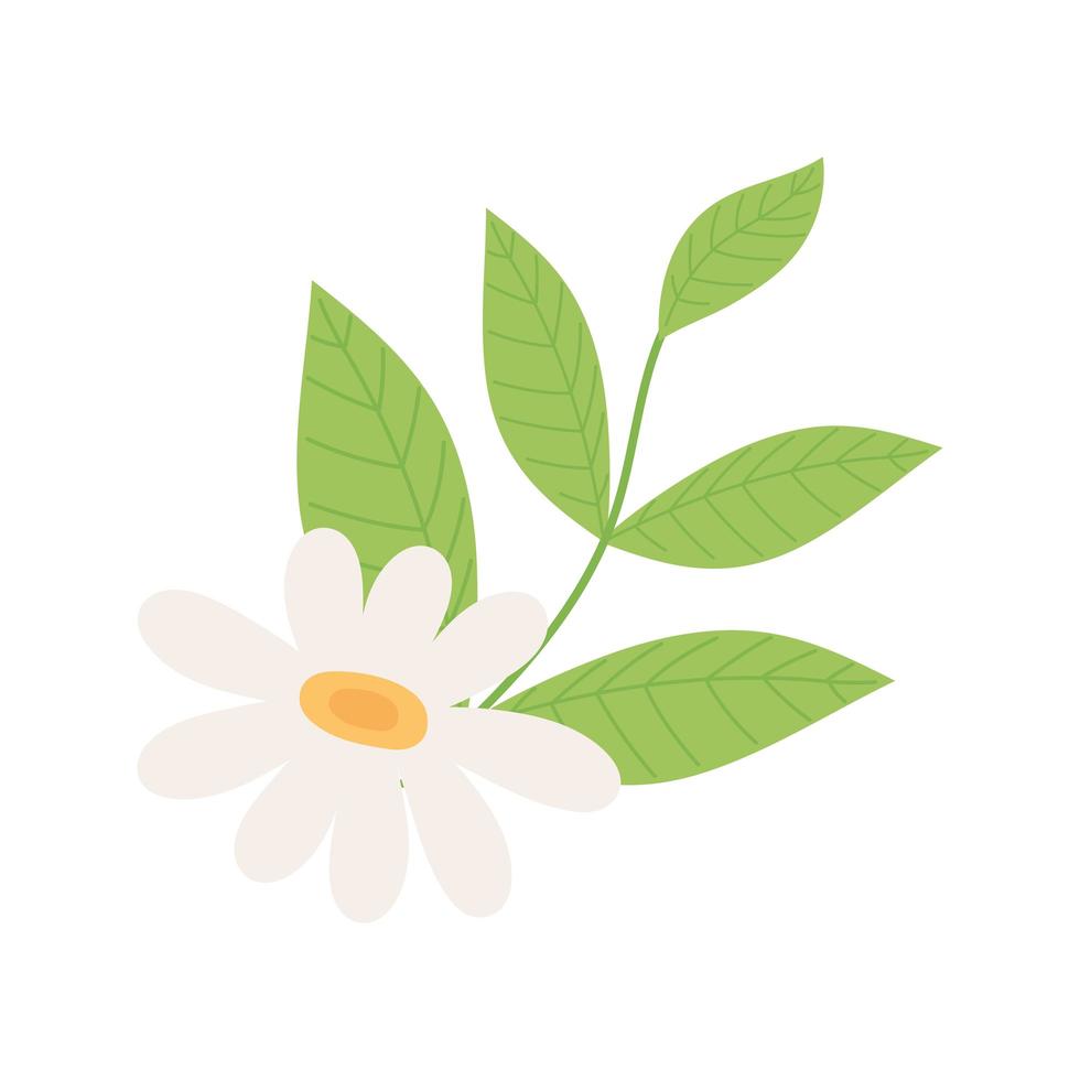flower daisy leaves nature foliage decoration isolated design vector