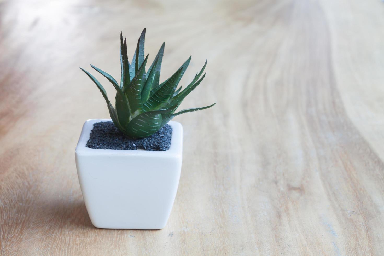 Plant in pot on a wooden table photo