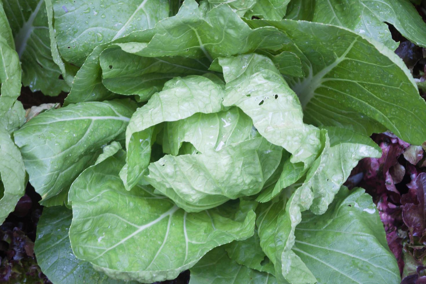 Close-up of a head of cabbage photo