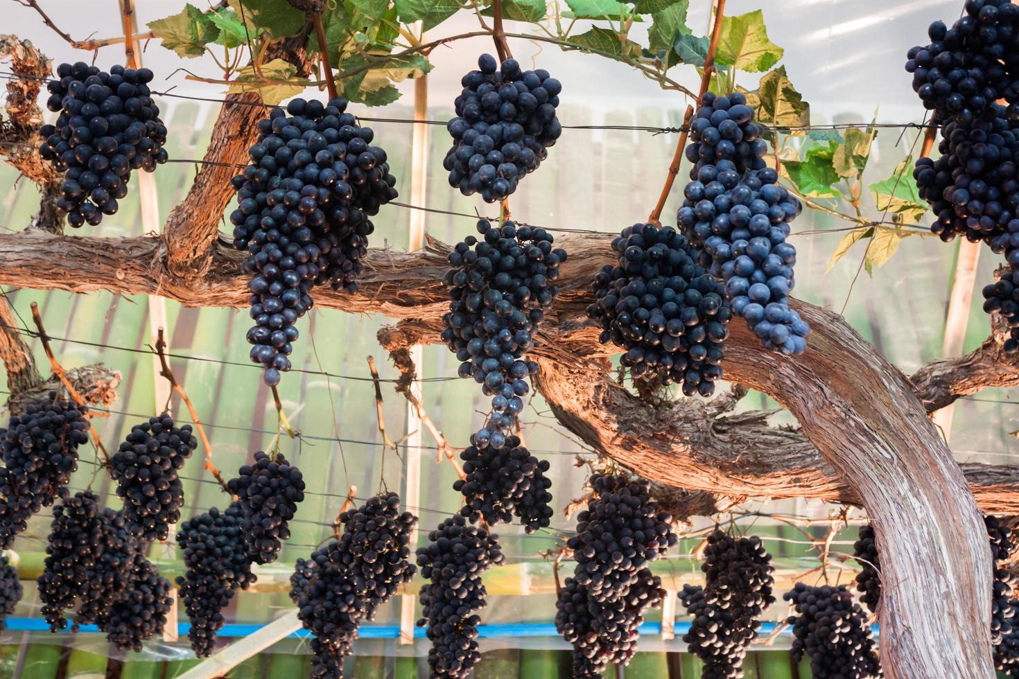 Grapes hanging from vines photo