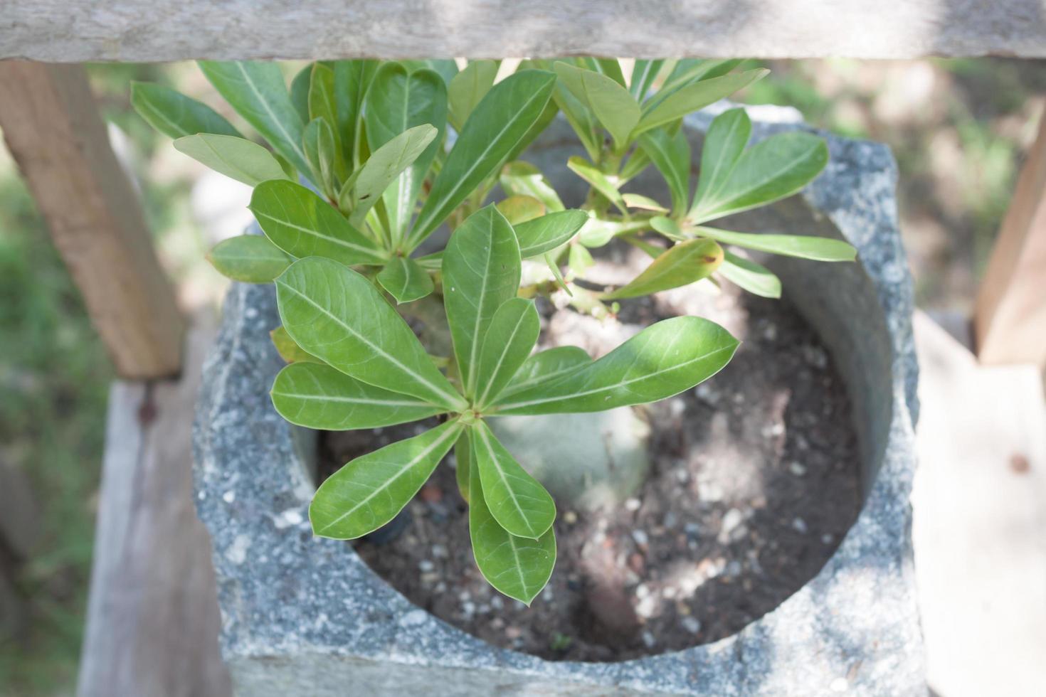 primer plano, de, un, planta, en, un, contenedor foto