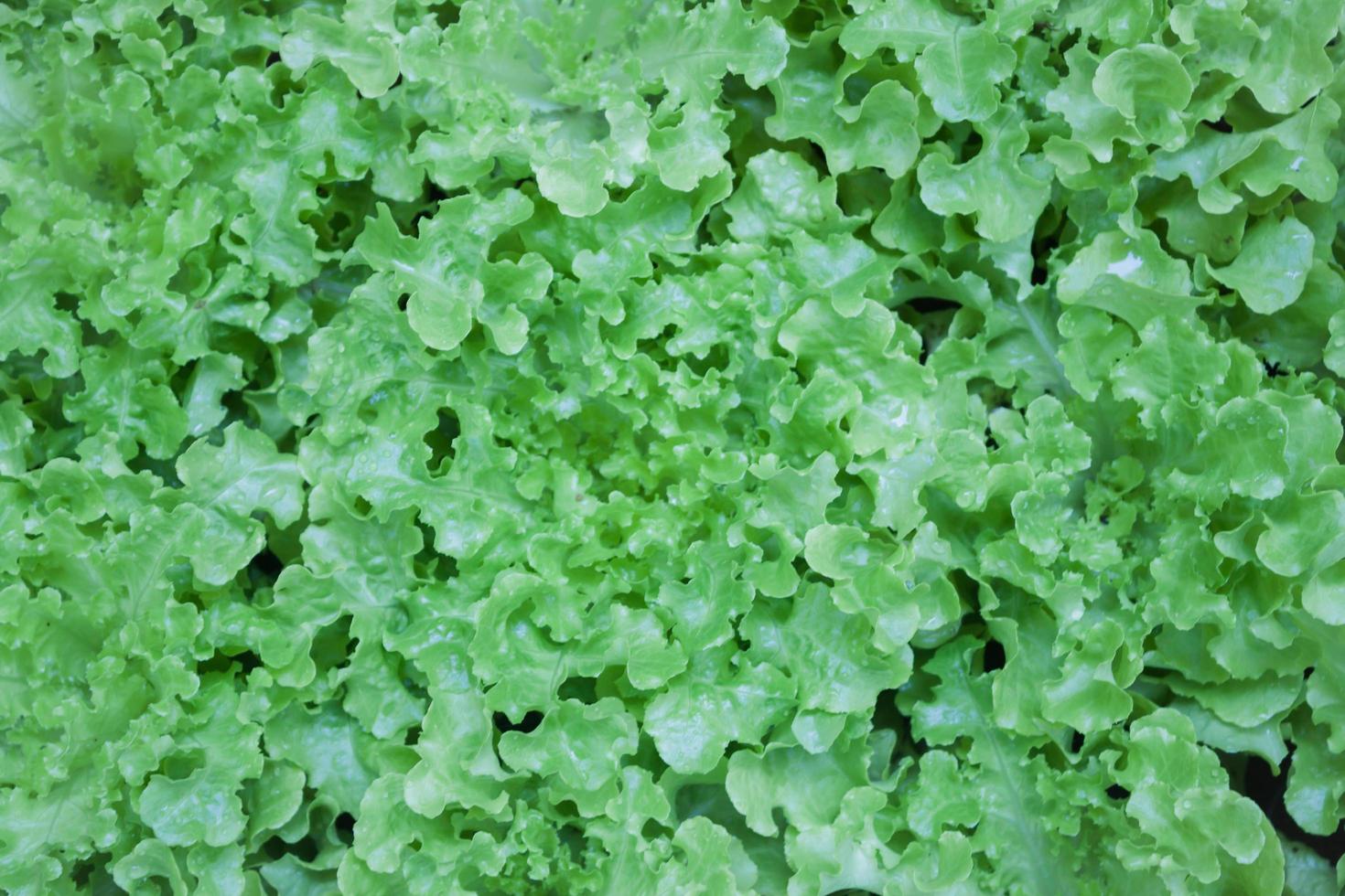 Bunch of green leaves photo