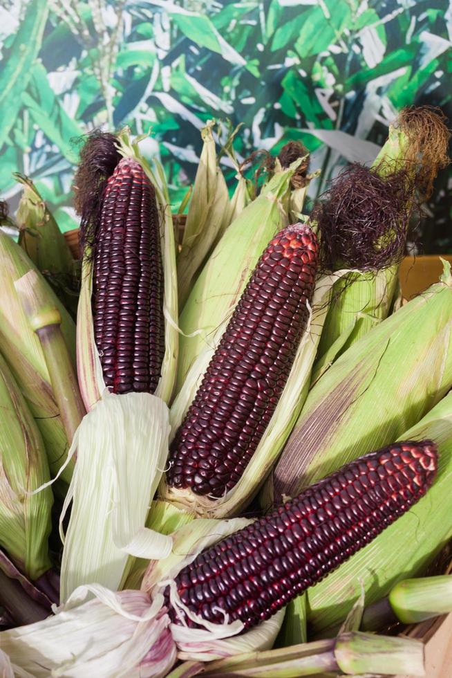 Raw purple corn photo