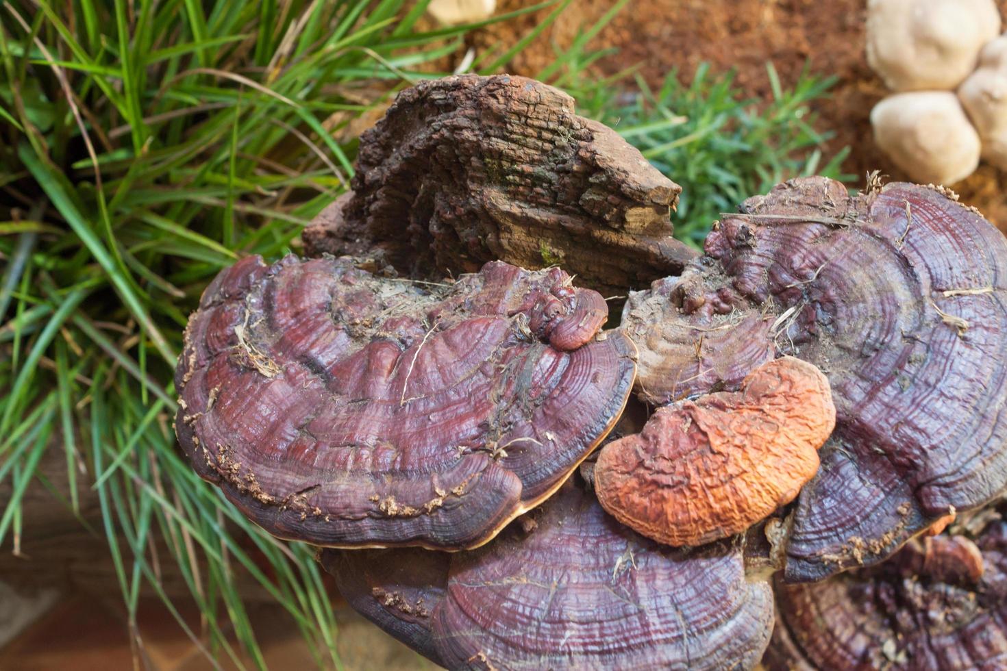 Fresh reishi mushrooms photo