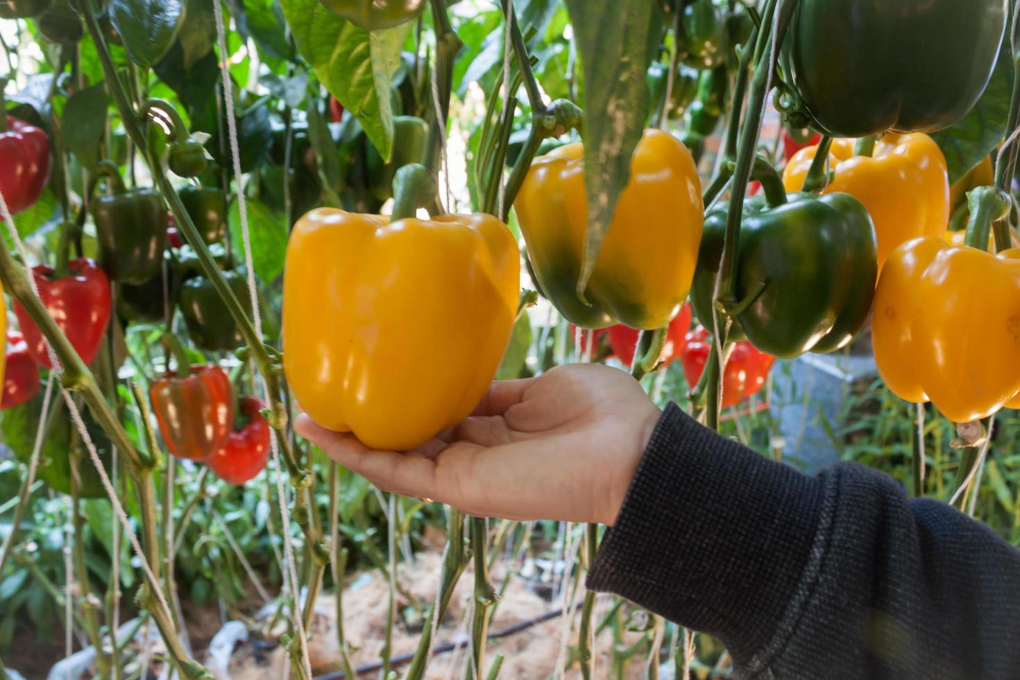 Hand holding a yellow bell pepper photo